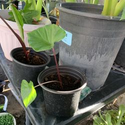 Black Steam Elephant Ears