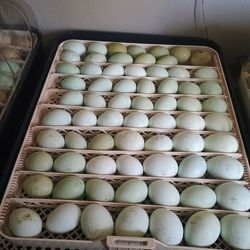 Hatching Eggs. Message me for Pricing.