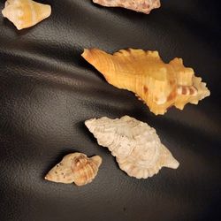 Cymatium PYRUM Seashells