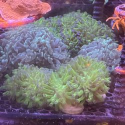Frog Spawn Coral