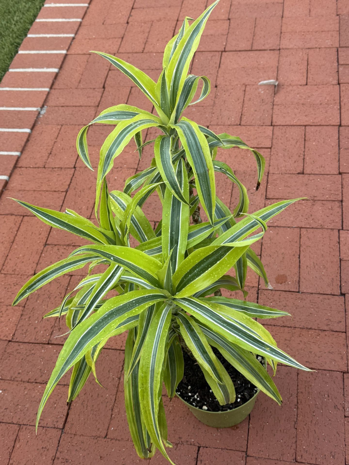 Lemon Lime Dracaena - 8" Pot