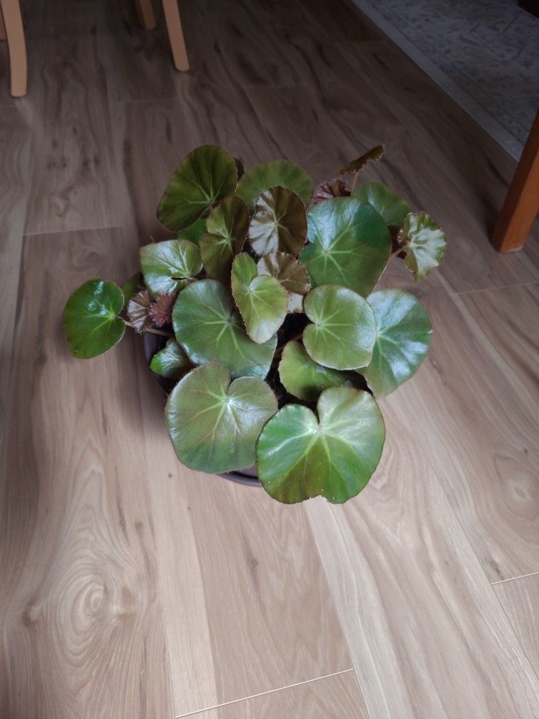 Beefsteak Begonia