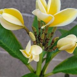 Frangipani Plumeria Fragrant Rooted 41" 4 Branches 2 Inflows Flowering  Hawaiian Beauty ♥️