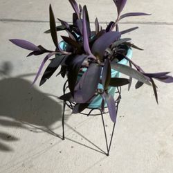 Great Beautiful Plant For Outdoor 