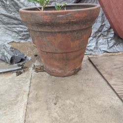 Huge Flower Pot