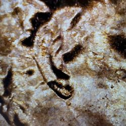 2022 D Penny Double Die double ear No  Eye 👁️