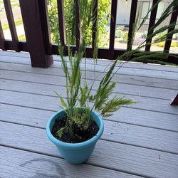 Asparagus Fern Plant With Plastic Potter
