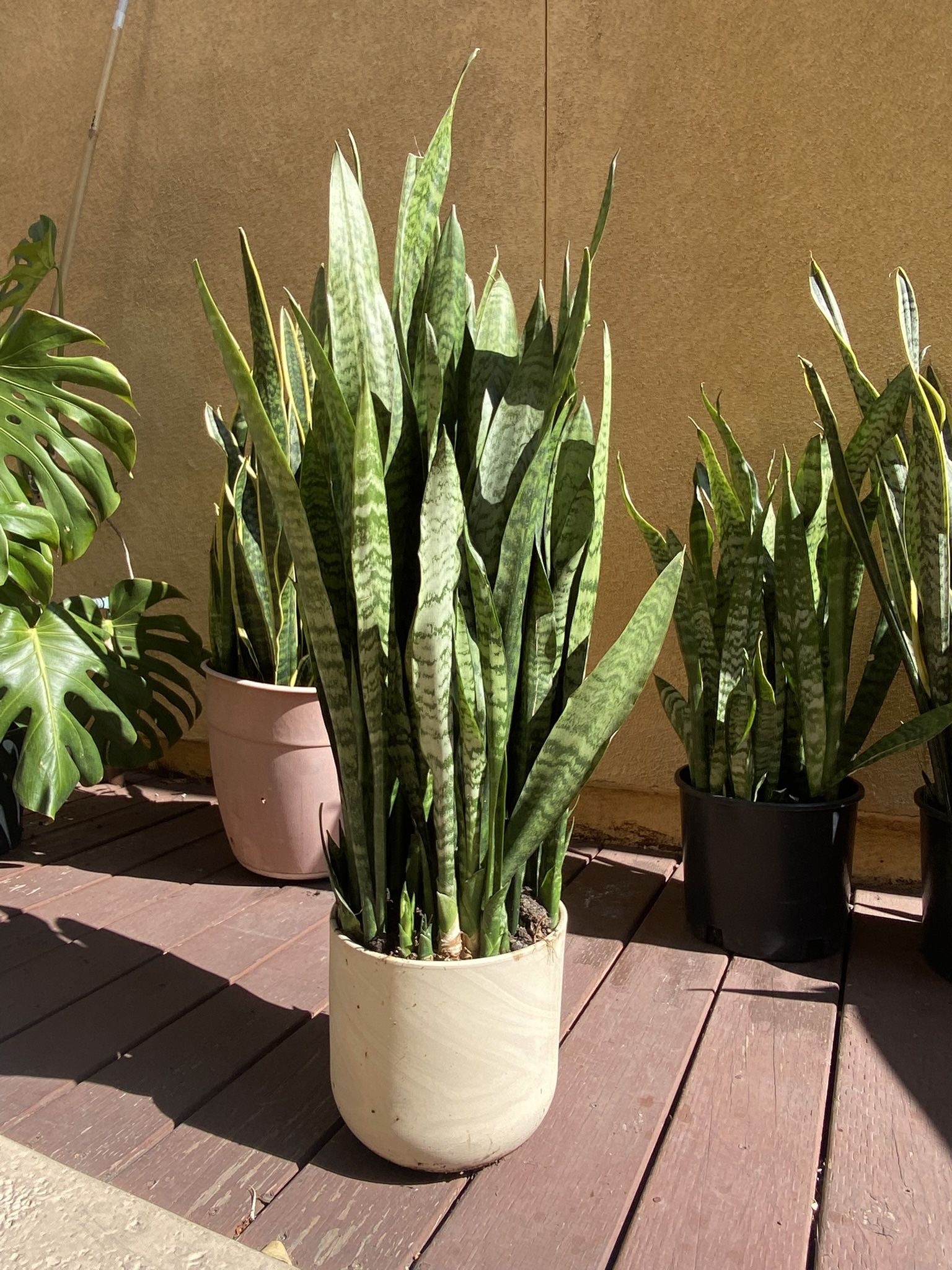 Beautiful large snake plant in pot