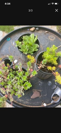 Unique Hanging Succulent Planter With Three Live Plants