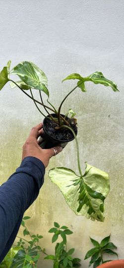 Syngonium Three Kinds