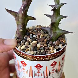 RARE! Potted Orbea Stapelia Schweinfurthii 