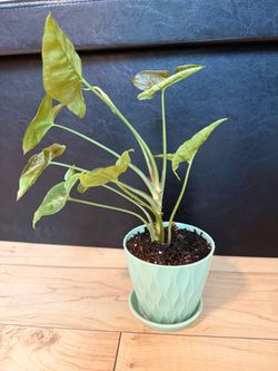 Syngonium Podophyllum Arrowhead Plant