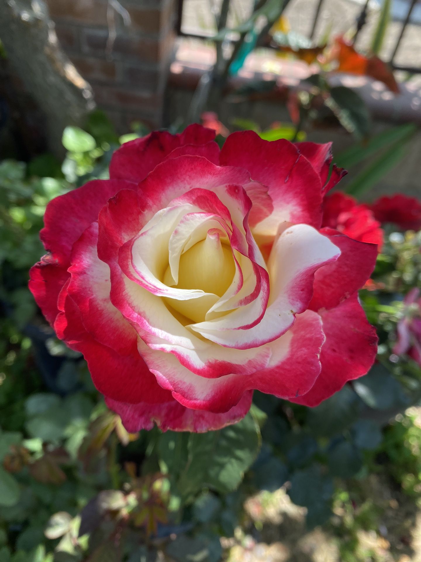 Double Delight Rose Bush Plant, In 5 Gallóns Pot Pick Up Only