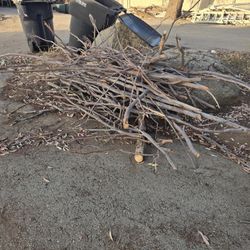 Wood, Firewood