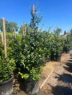 Star Jasmine Stake 15gallon