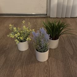 Plants - Plastic, Decorative