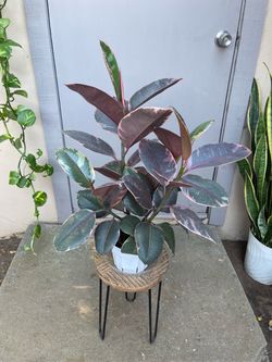 Ficus Elastica Ruby Rubber Tree House Plant 6” Pot
