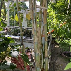 Sugar Cane Plants 