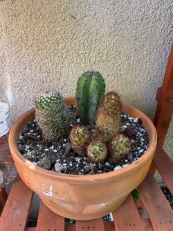 Cactus Plant Arrangement