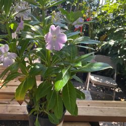 Planta Bonita De Belen 