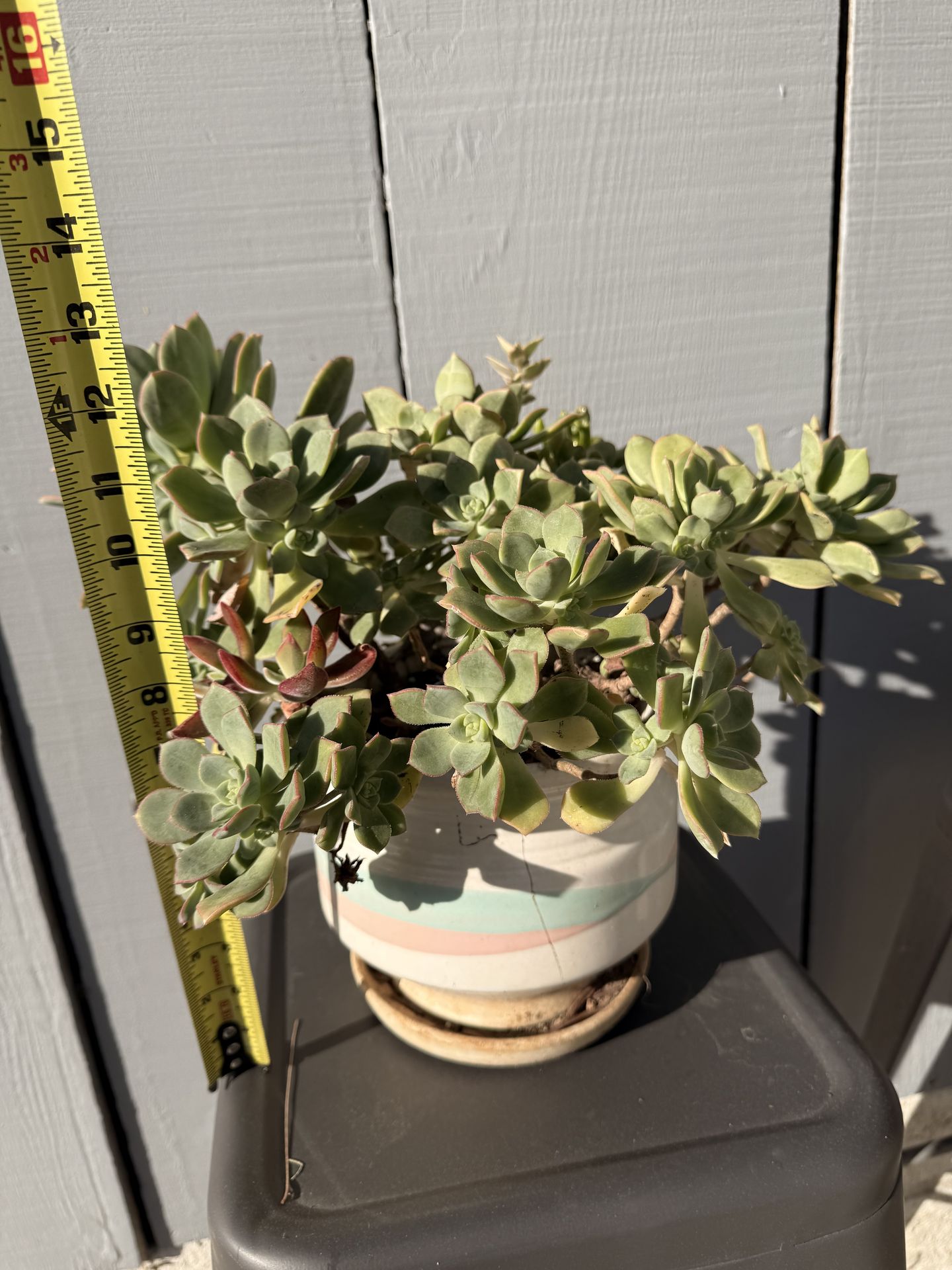 Succulents in ceramic pot