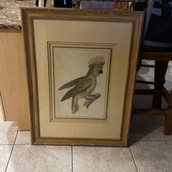 Old Cockatoo Drawing
