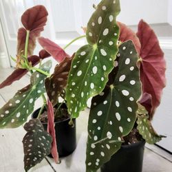 🌿Healthy Live Air Purifying Houseplant Beautiful Begonia In Pot 4" ~ Rare Plant