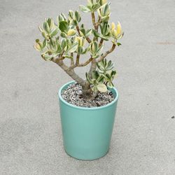 Succulents plants 🪴 