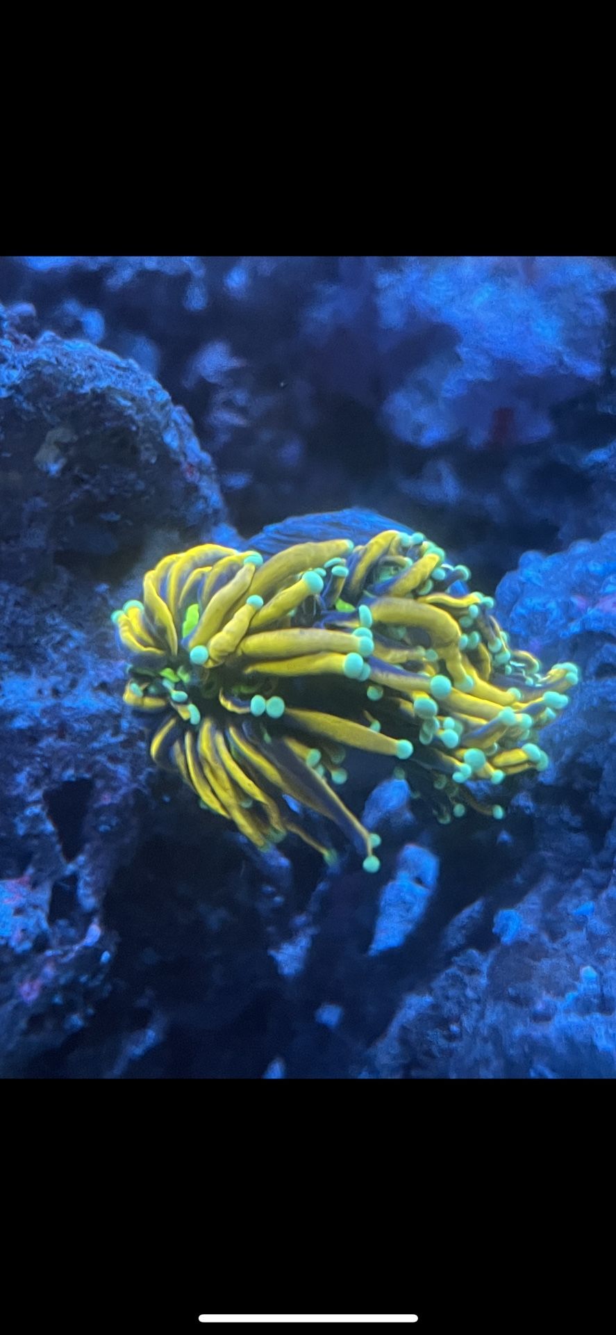 Hellfire Gold Torch Coral (double)