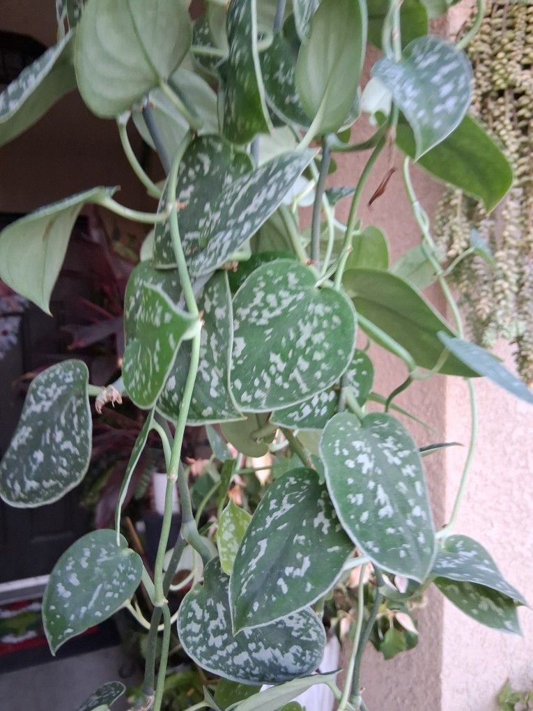 Large Scindapsus Pictus Argyraeus Plant $43