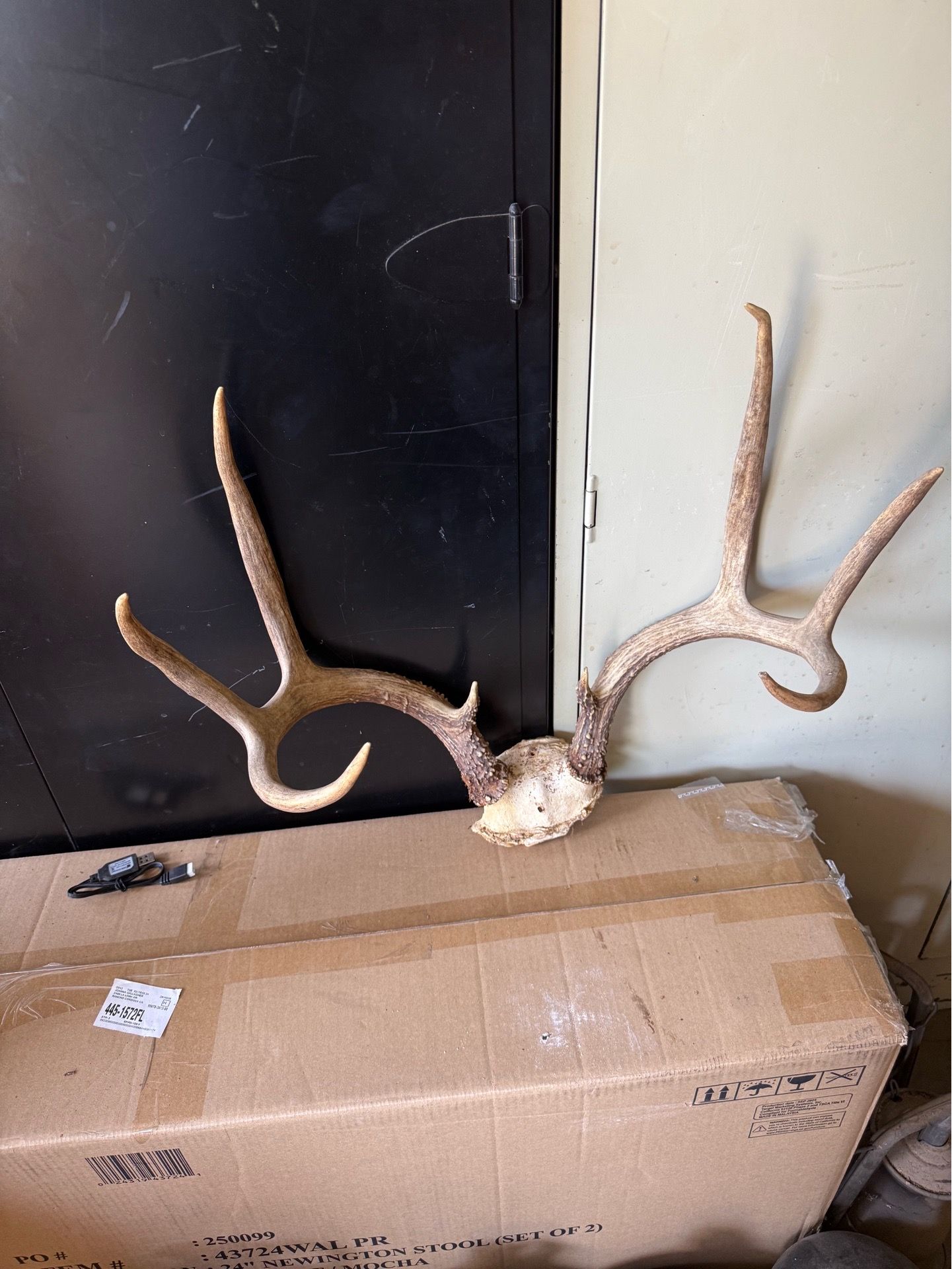 Large Real Deer Antlers – Rustic Cabin / Lodge Decor