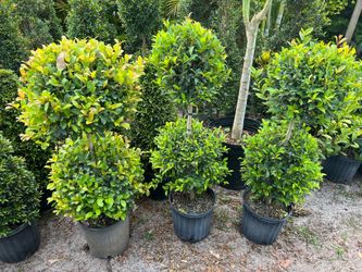 Double balls topiary in 3 gls pot. SPECIAL PRICE 🤩