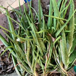 Plants Aloe Vera