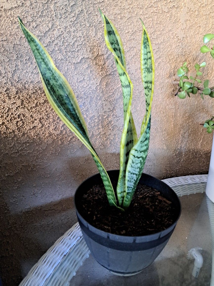Lengua De Suegra