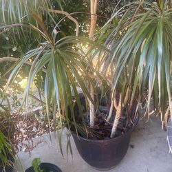 Planta 