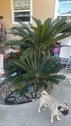 Triple Sego Palm