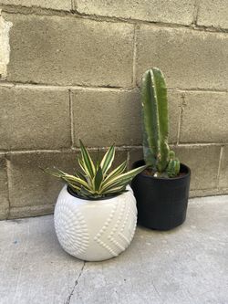 Agave Lophanta Quadricolor 