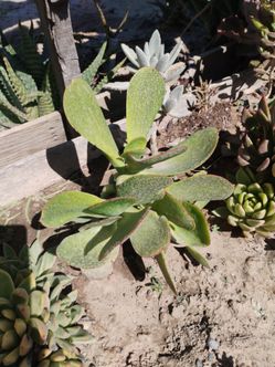 Succulents HUGE Giant jade succulent bush