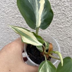 Beautiful Philodendron Rio Sport Plant 