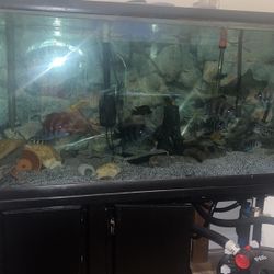 150 Gallon Fish Tank 