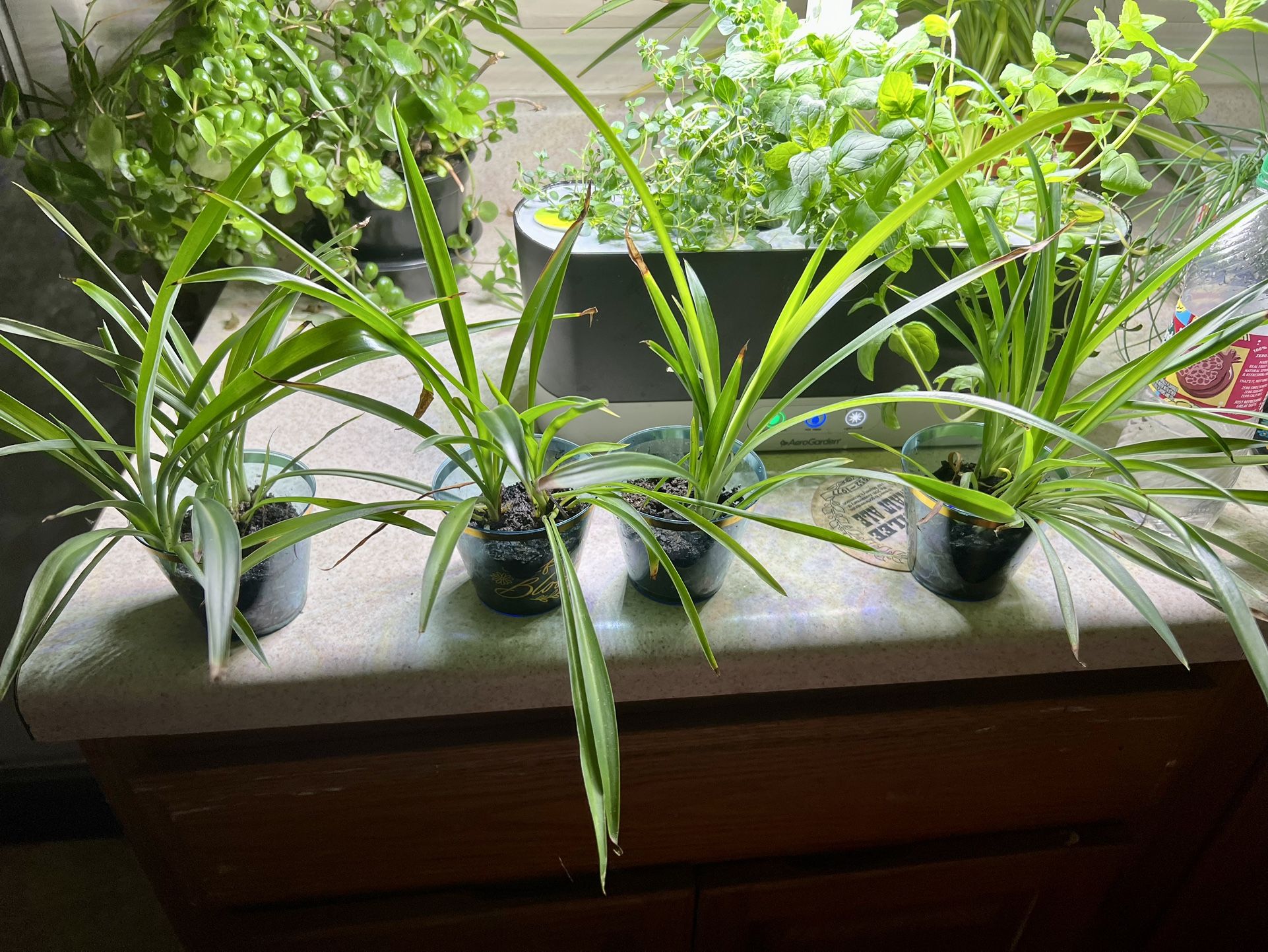 Spider Plants