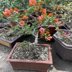 Bonsai Bougainvillea Flowers 