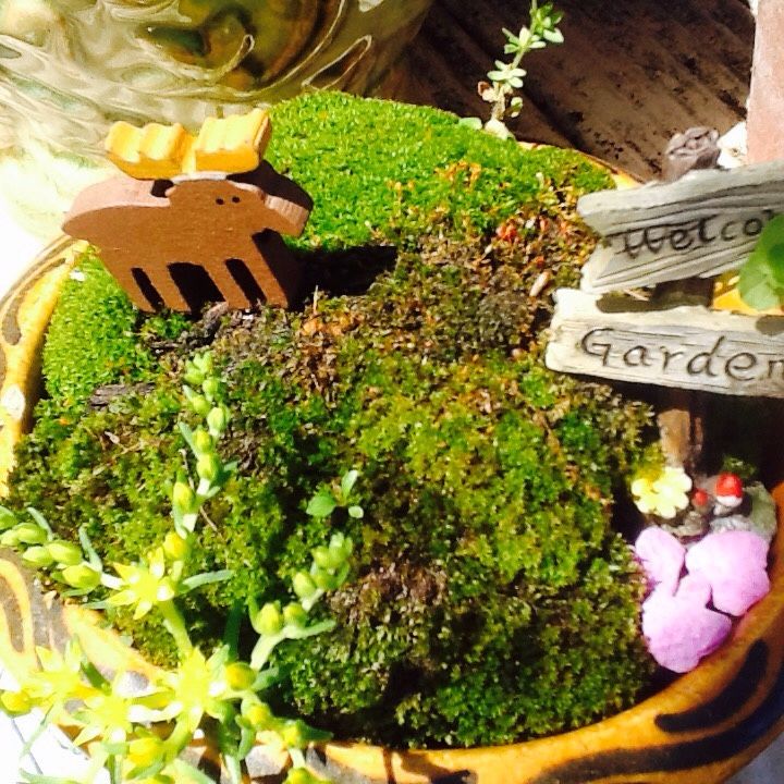 Miniature Fairly Garden...Live Moss And Plants