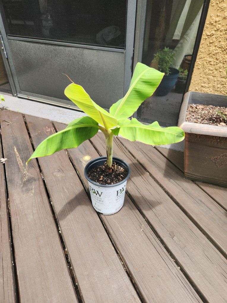 Banana Plant