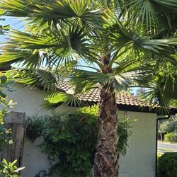 Free Palm Tree- Read Discription 