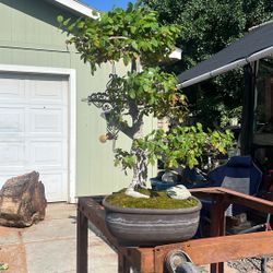 Living bonsai