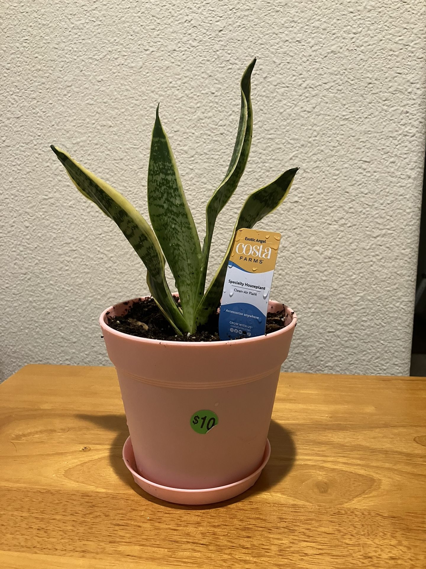 Exotic Angel Plant