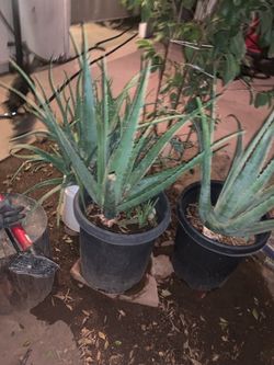 An Example Of what plants we have