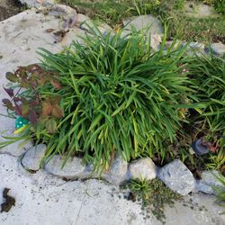 Dwarf Lily of The Nile