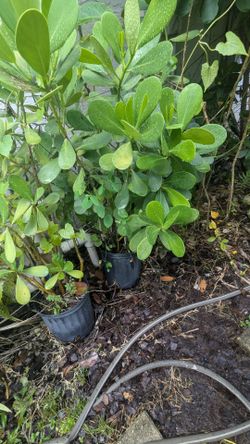 FREE.  Two Clusia plants.  FREE